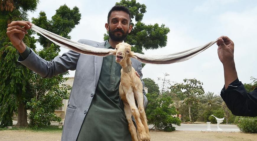 Вот так уши!