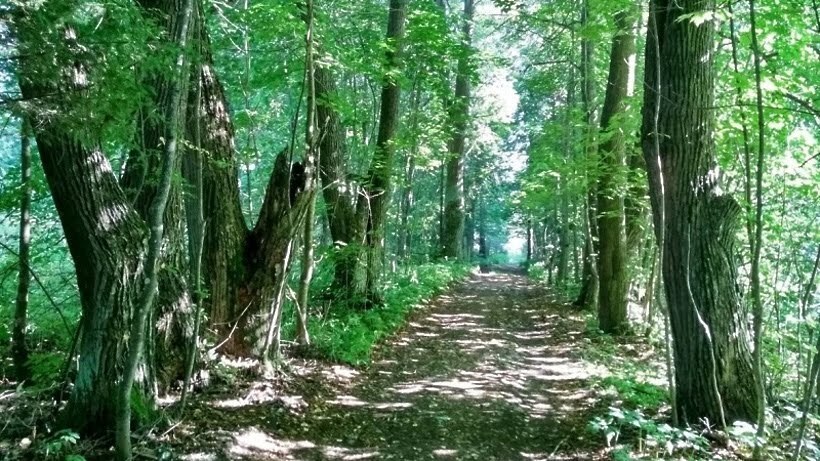 Лесные тропы, святой источник и усадьбы: куда отправиться в поход по Подмосковью