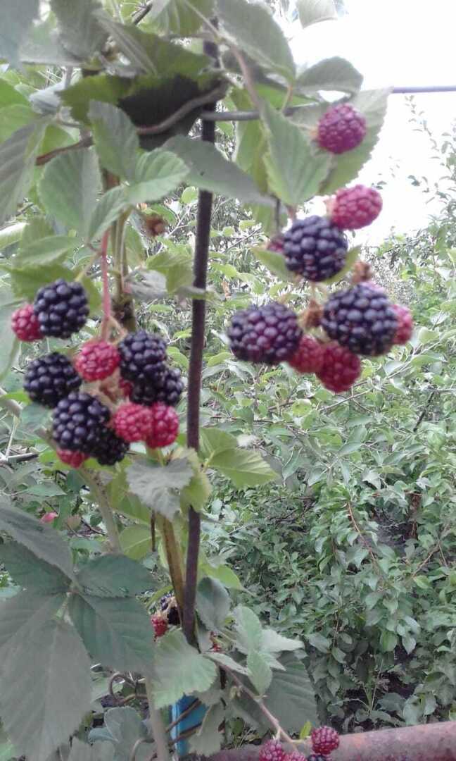 Садовая ежевика - бесшипная черная красавица моего сада.