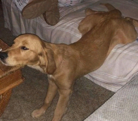 Удивительные домашние животные: подборка ТОП-5 смешных фото домашних питомцев, прикольные и милые