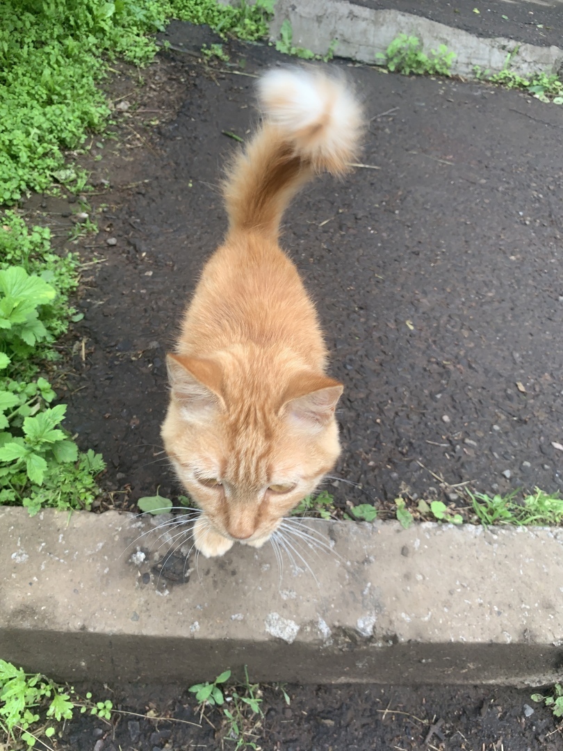 Ответственное отношение к животным в поселках