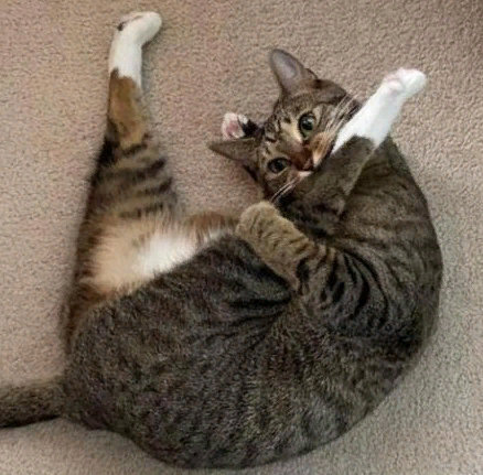 Удивительные домашние животные: подборка ТОП-5 смешных фото домашних питомцев, прикольные и милые