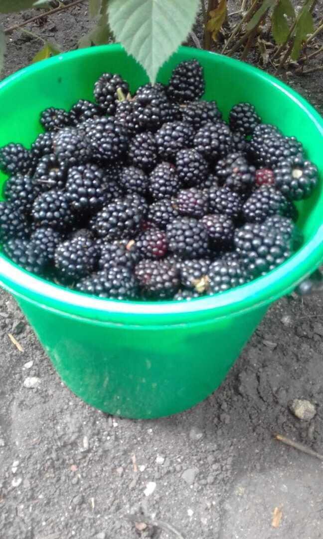 Садовая ежевика - бесшипная черная красавица моего сада.