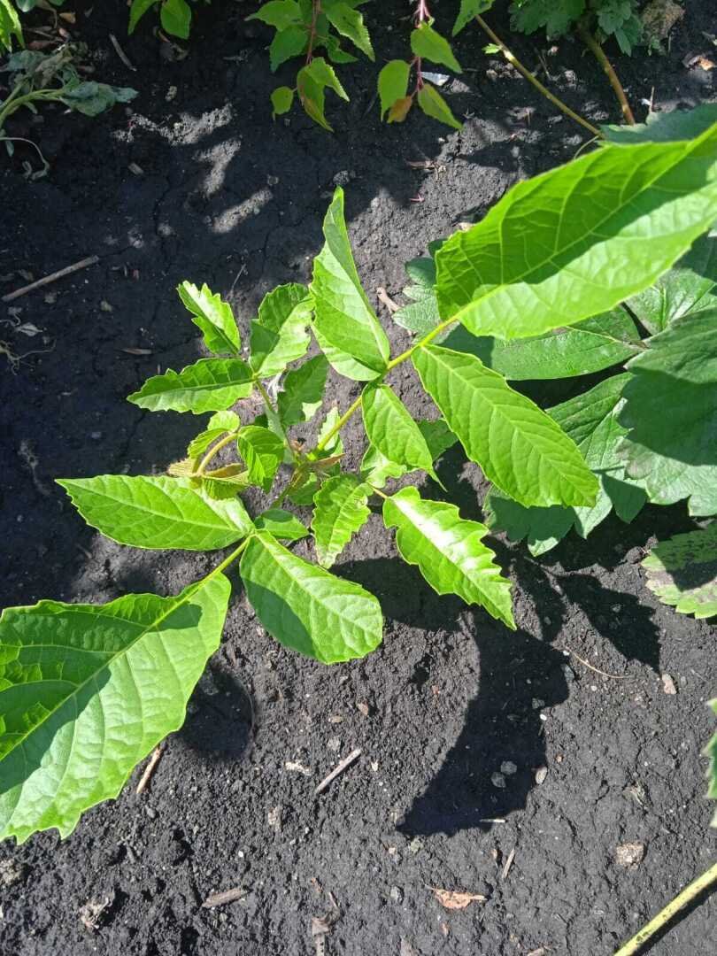 Грецкий орех- кладезь витаминов. Новое лечебное чудо моего сада.