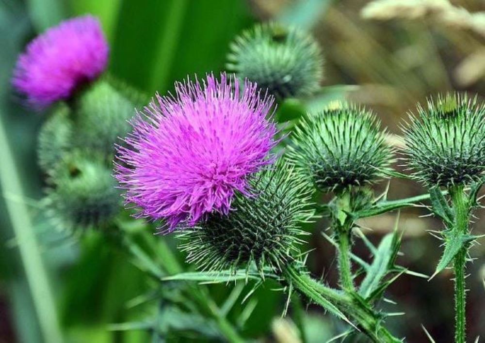 Чертополох: лечебные свойства от жира на печени