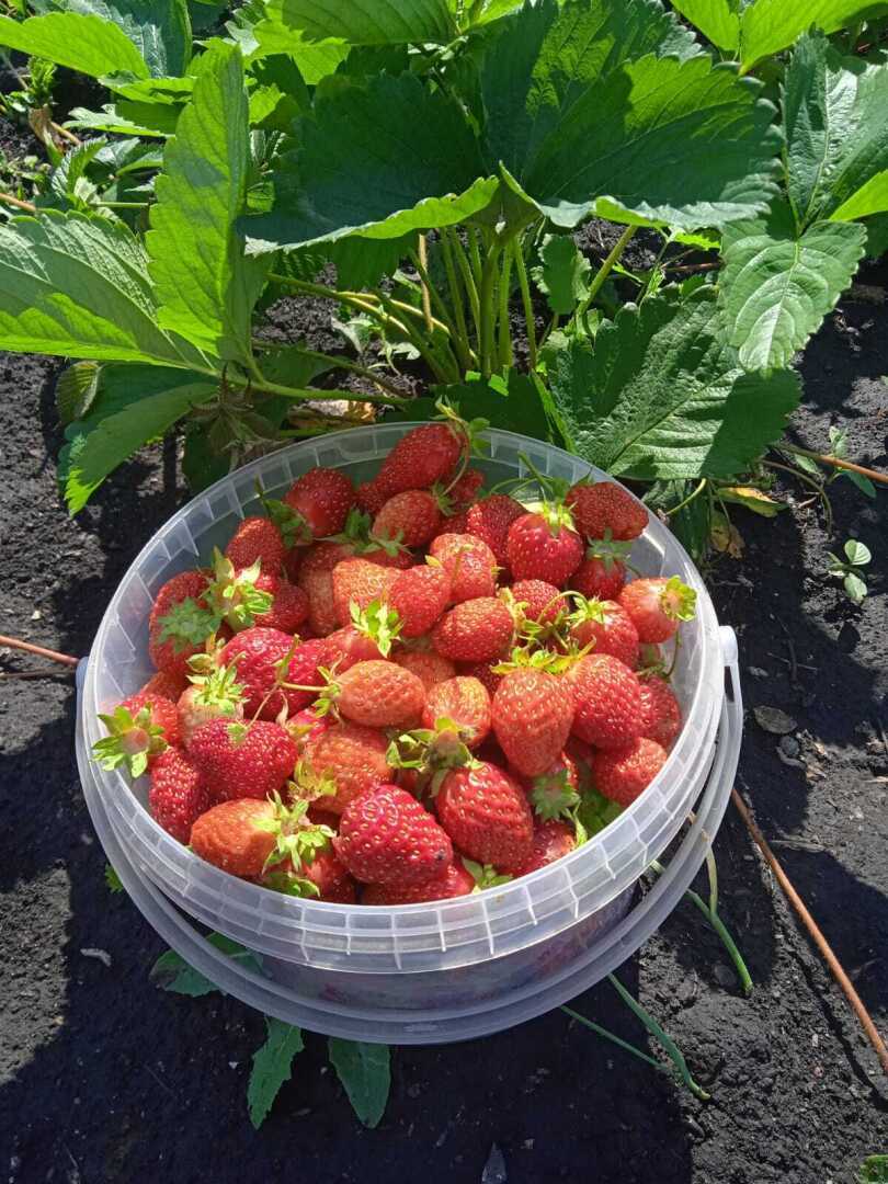 Выходные на даче