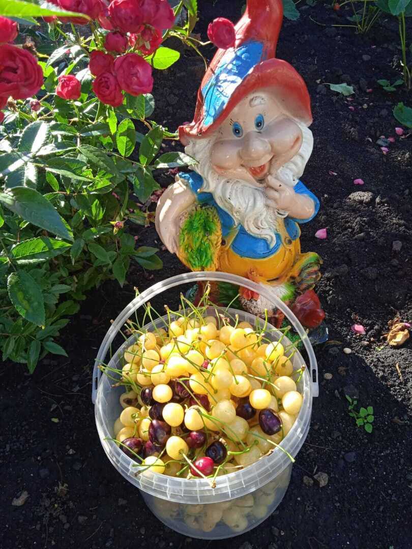 Выходные на даче