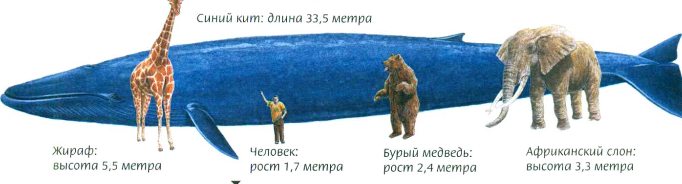 Длина 25 метров. Размер голубого кита в сравнении с человеком. Размер кита в сравнении с человеком. Голубой кит и человек сравнение. Синий кит и человеком Размеры.