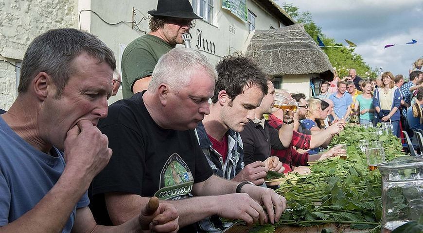 Крапива ты моя, крапива...