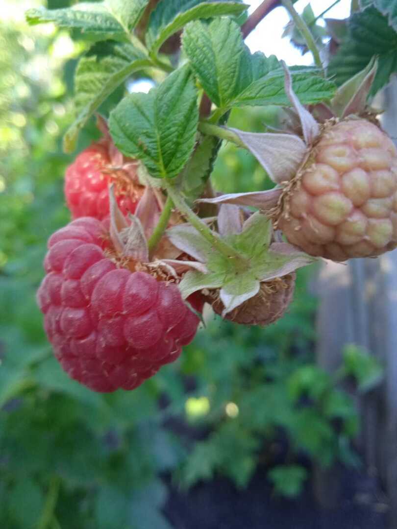 Выходные на даче