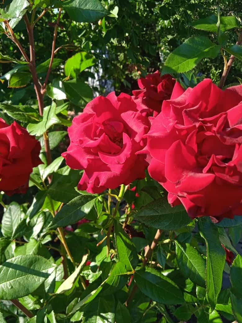 Выходные на даче