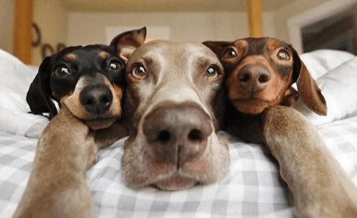 Удивительные братья наши меньшие - собаки: подборка ТОП-5 милых фото собак, смешные и прикольные