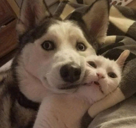 Удивительные братья наши меньшие - собаки: подборка ТОП-5 милых фото собак, смешные и прикольные