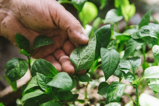 Как избавиться от тли на своем участке или огороде: методы и способы борьбы с насекомыми при помощи мыла, цедры лимона, золы и профилактика!