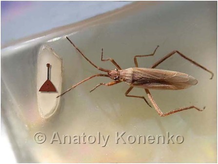 Сибирский левша, шедевры художника - микроминиатюриста Анатолия Коненко занесены в книгу рекордов России