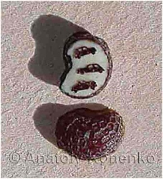 Сибирский левша, шедевры художника - микроминиатюриста Анатолия Коненко занесены в книгу рекордов России