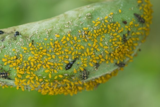 Как избавиться от тли на своем участке или огороде: методы и способы борьбы с насекомыми при помощи мыла, цедры лимона, золы и профилактика!