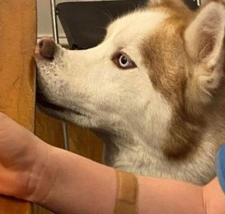 Удивительные братья наши меньшие - собаки: подборка ТОП-5 милых фото собак, смешные и прикольные