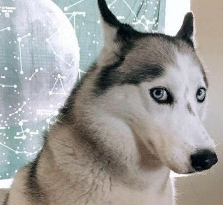 Удивительные братья наши меньшие - собаки: подборка ТОП-5 милых фото собак, смешные и прикольные