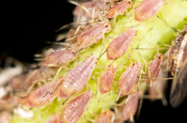 Как избавиться от тли на своем участке или огороде: методы и способы борьбы с насекомыми при помощи мыла, цедры лимона, золы и профилактика!