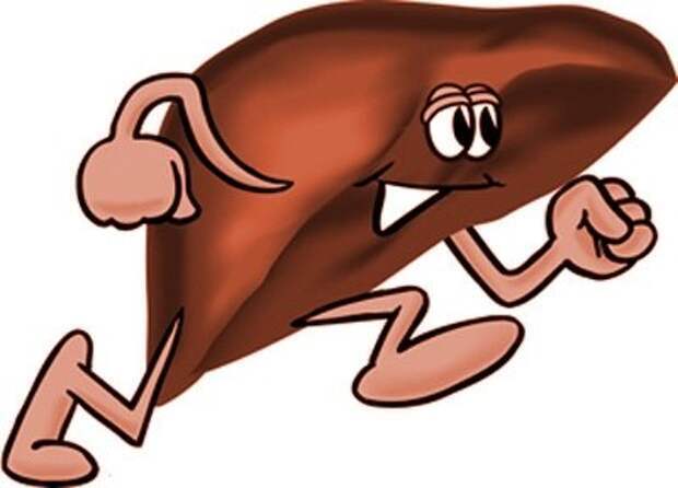 Ваша печень моложе, чем вы думаете.