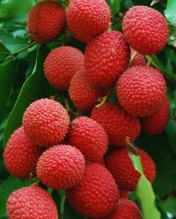 Личи - сладкий и освежающий фрукт прямо из Азии