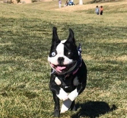 Удивительные братья наши меньшие - собаки: подборка ТОП-5 милых фото собак, смешные и прикольные