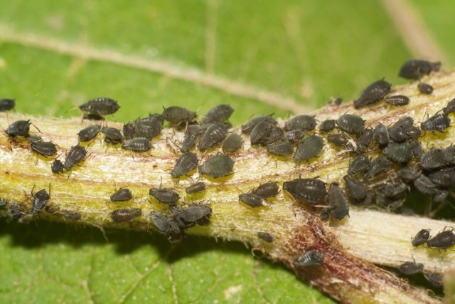 Как избавиться от тли на своем участке или огороде: методы и способы борьбы с насекомыми при помощи мыла, цедры лимона, золы и профилактика!