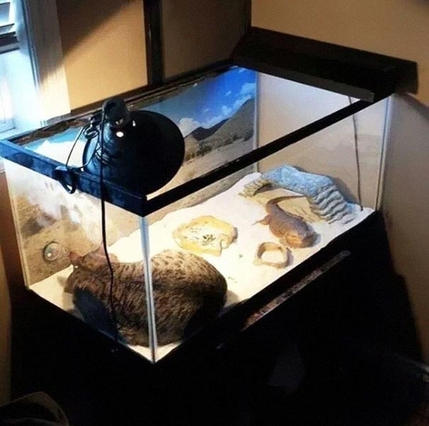 Смешные домашние животные - ТОП 5