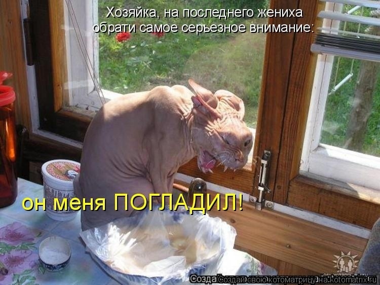 Немного кошачьего экстрима (слабонервным не смотреть!)