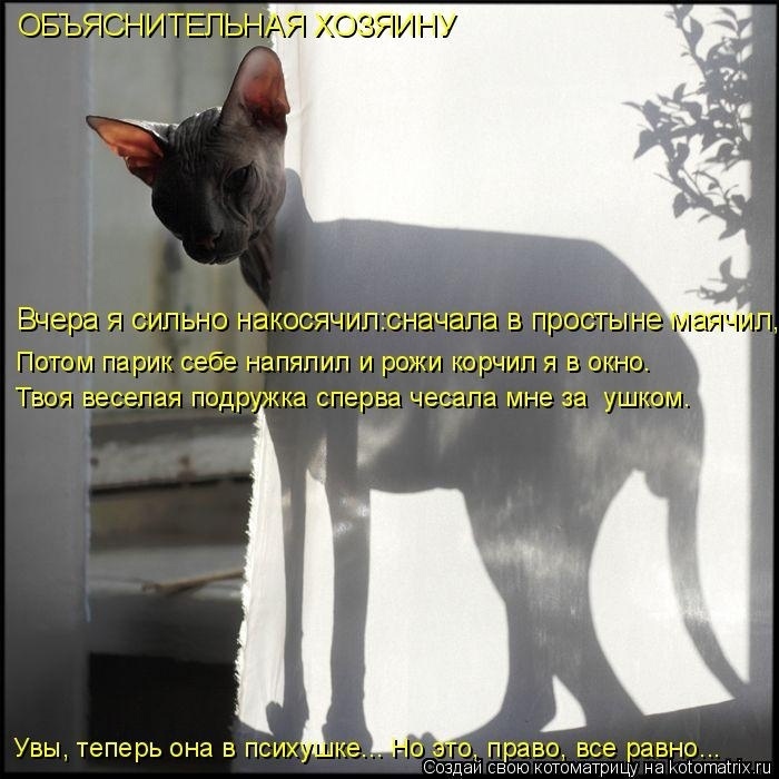 Немного кошачьего экстрима (слабонервным не смотреть!)