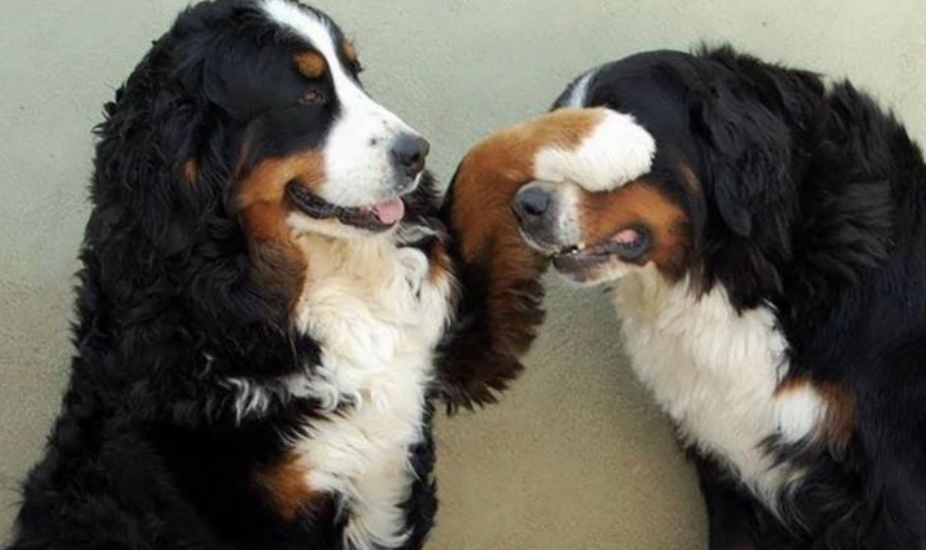 Породы Собак В Мире-Самые умные