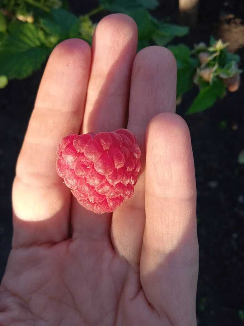 Малиновое дерево: что это за чудо