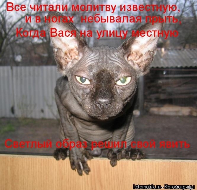 Немного кошачьего экстрима (слабонервным не смотреть!)