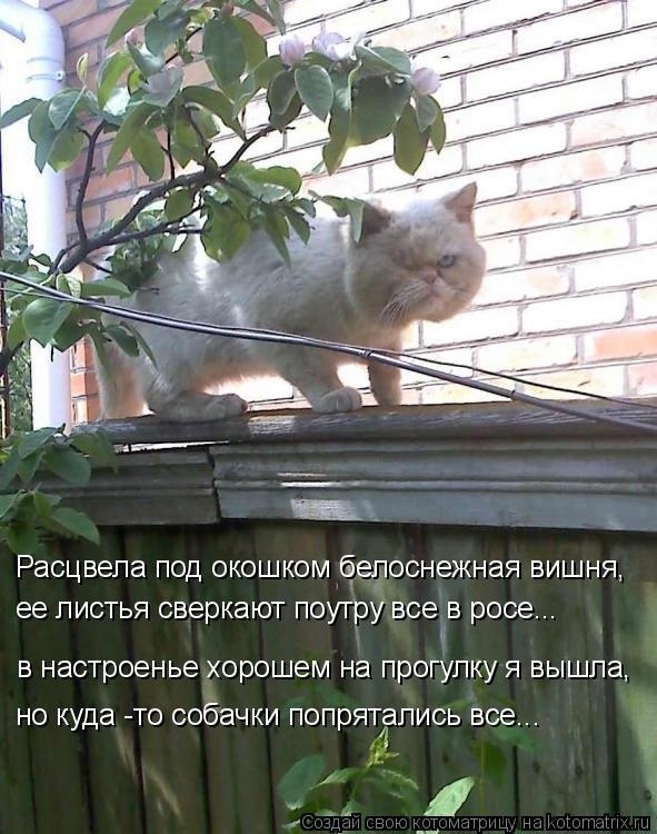 Немного кошачьего экстрима (слабонервным не смотреть!)