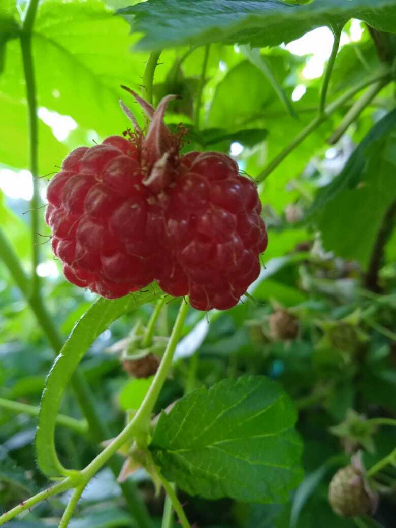 Чудеса природы. Ягодно-овощная подборка чудес природы.