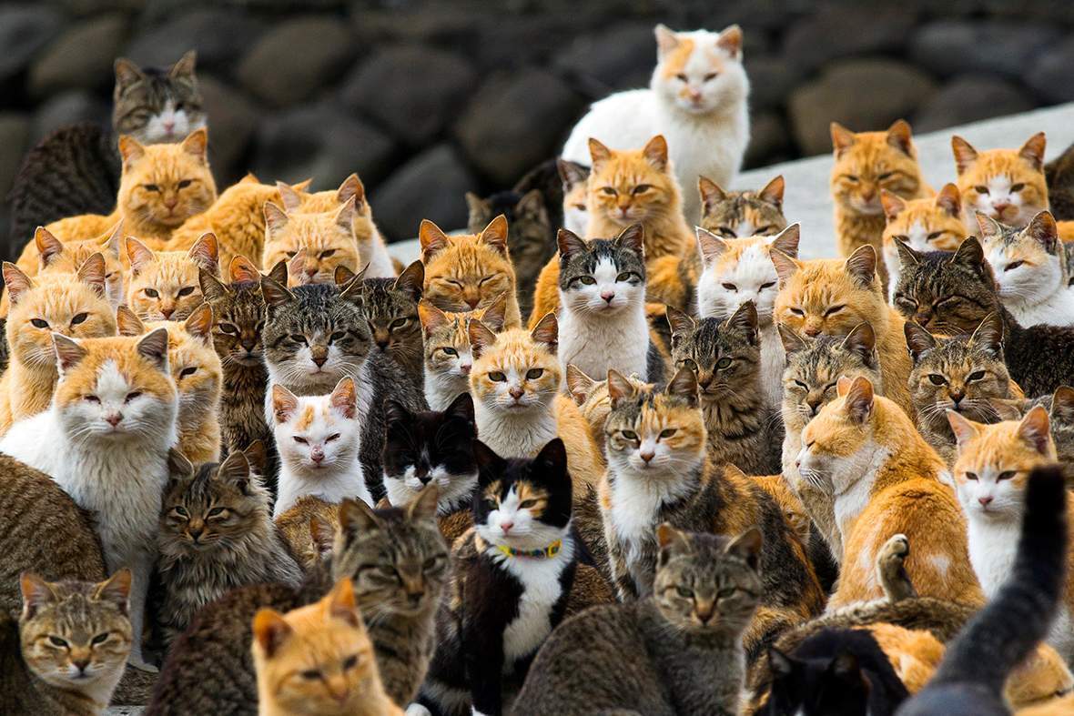 Японский остров Тасиро которым обладают кошки.