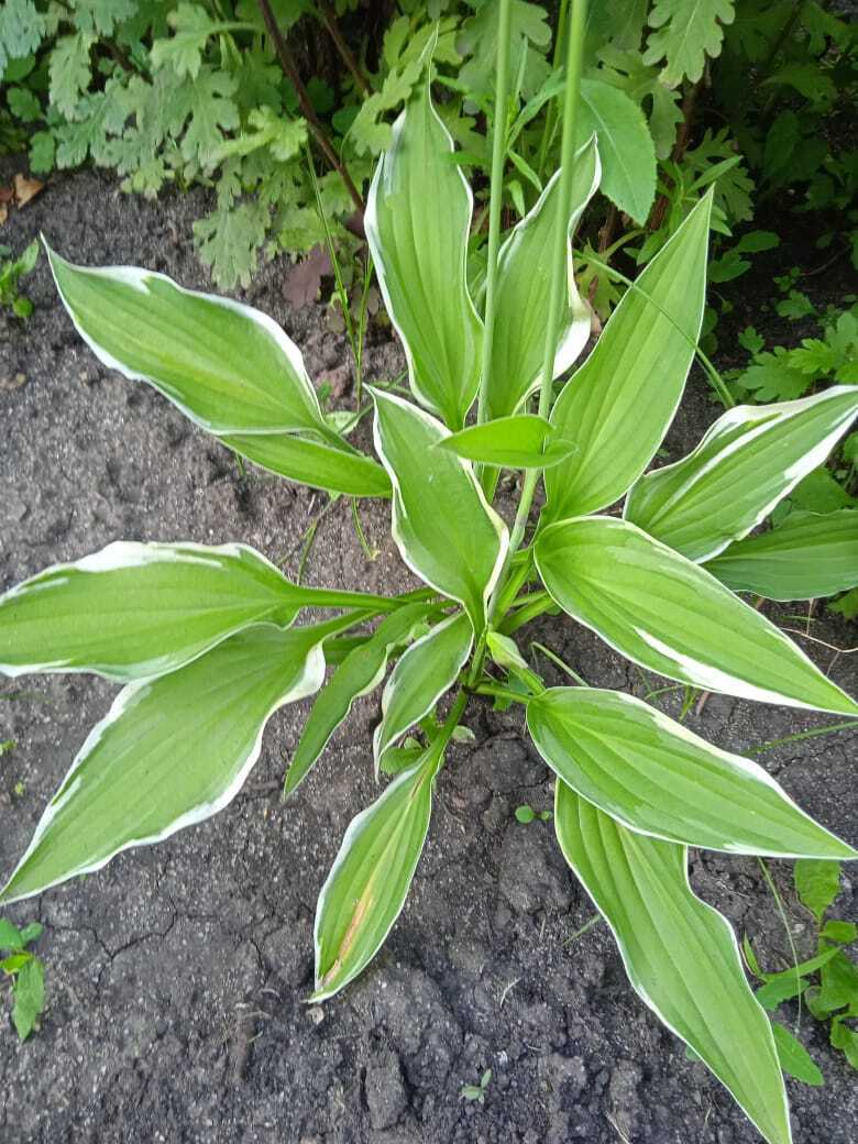 Цветочная экскурсия. Июльская красота. Продолжение. Часть четвертая.