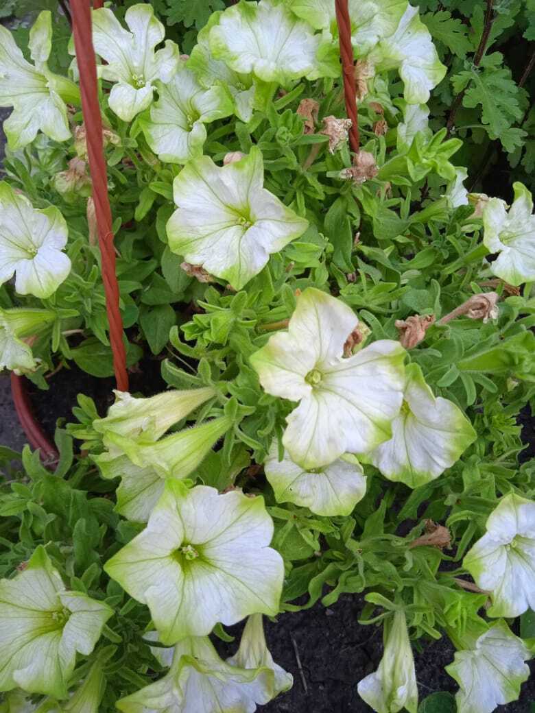 Цветочная экскурсия. Июльская красота. Продолжение. Часть четвертая.