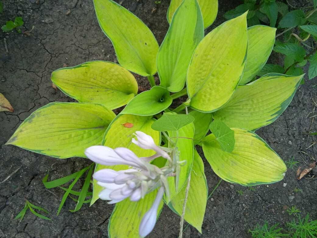 Цветочная экскурсия. Июльская красота. Продолжение. Часть четвертая.