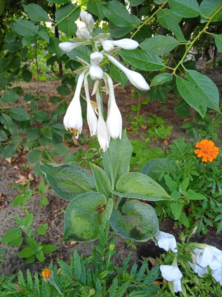 Цветочная экскурсия. Июльская красота. Продолжение. Часть четвертая.