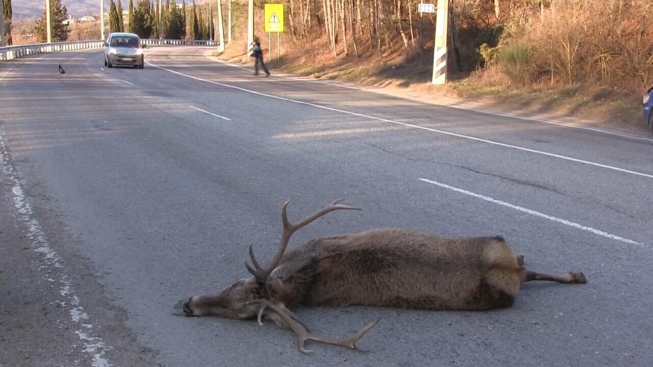 Олени хотят жить!