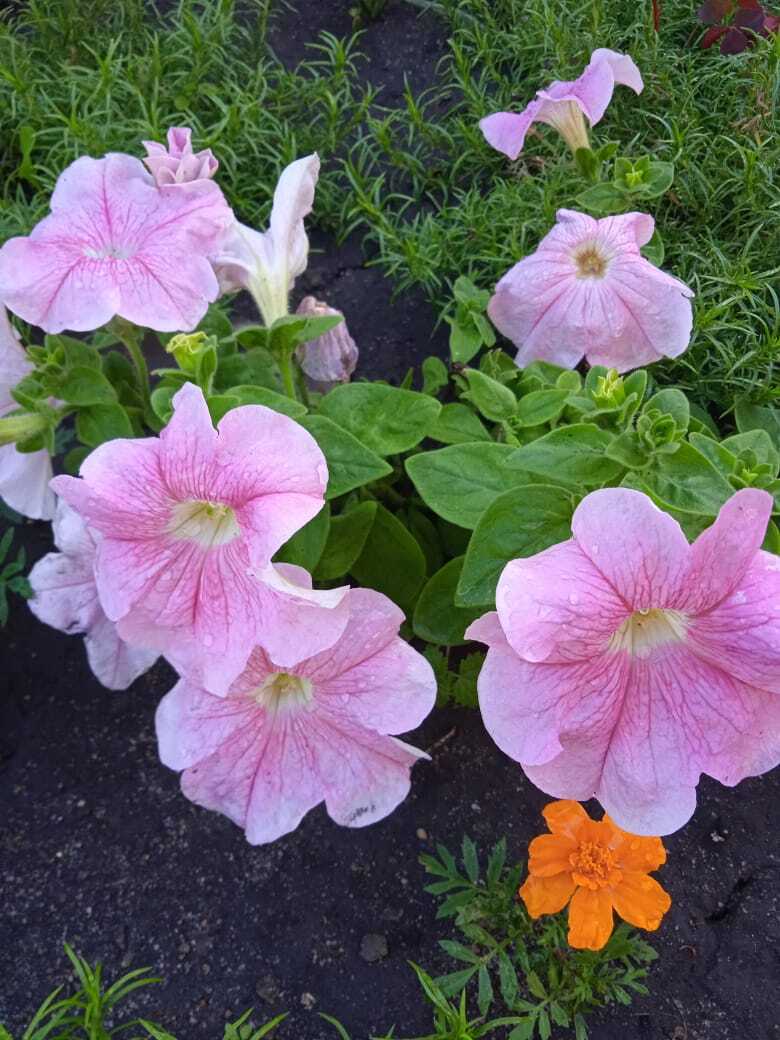 Цветочная экскурсия. Июльская красота. Продолжение. Часть четвертая.