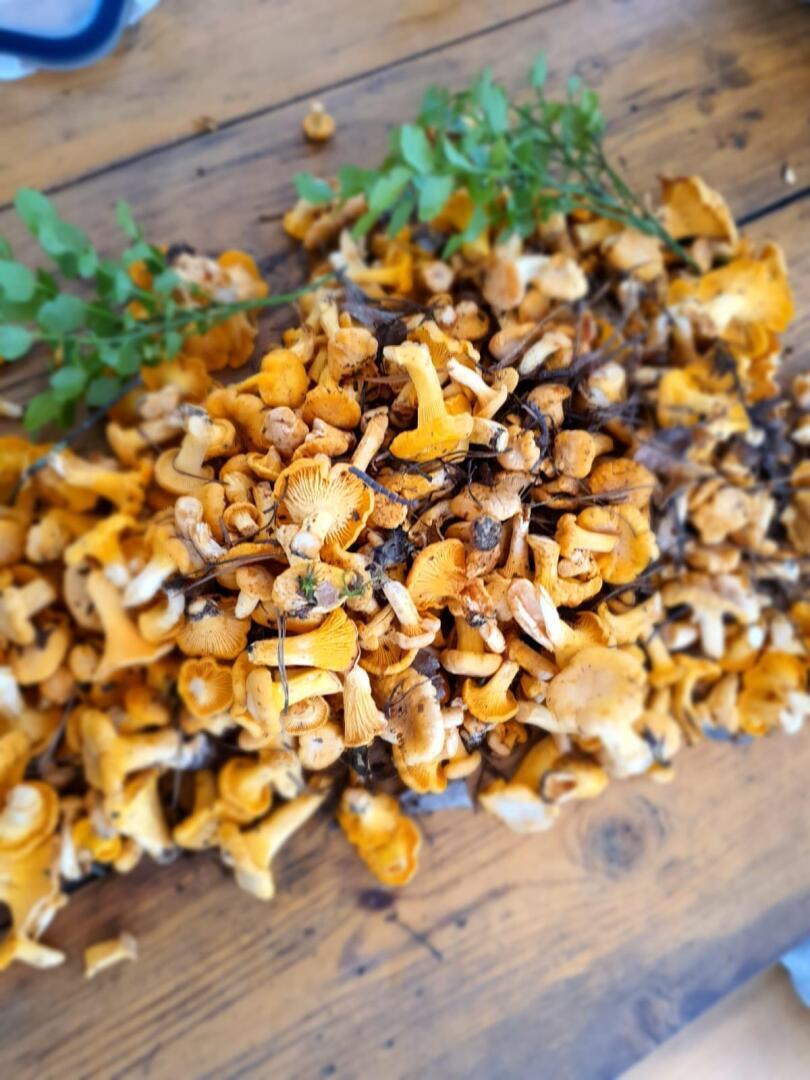 Весточка от грибника!