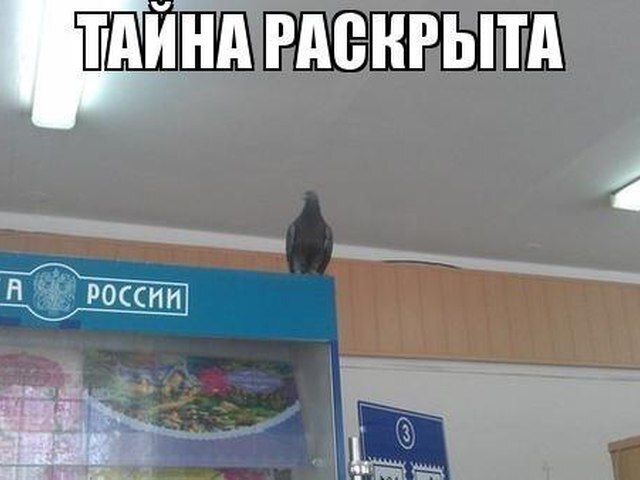 Любопытство и доверчивость россиян приводит к потере денег. Жулики нашли новый способ заработка