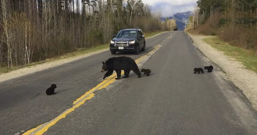 Неожиданная информация про медведей.