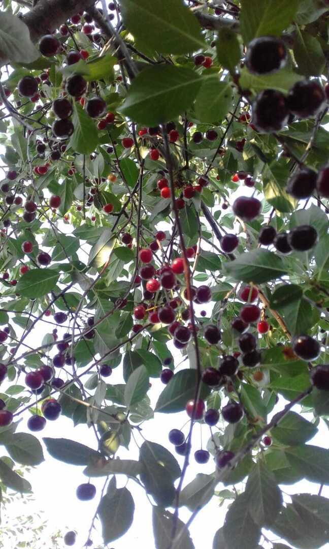 Вишневый сад