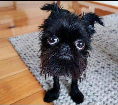 "Разве это собака?"