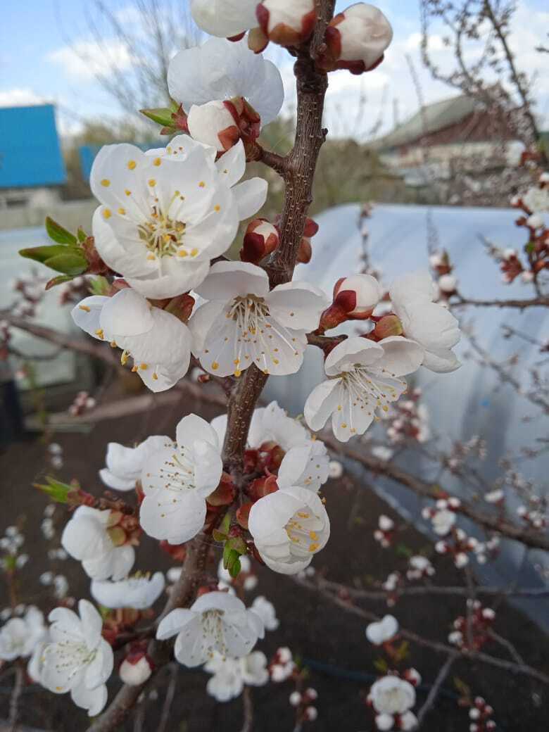 Краснощекий абрикос: размер имеет значение