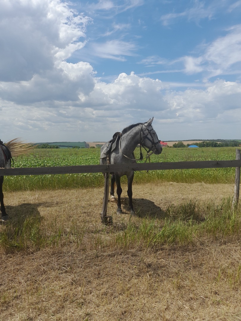 Возрождение конных скачек в деревне